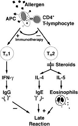 The mechanism of allergen-induced late asthmatic response